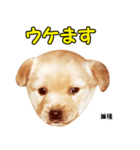 時短犬1 雑種（個別スタンプ：38）