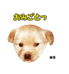 時短犬1 雑種（個別スタンプ：40）