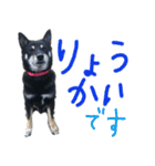 黒い柴犬の写真スタンプ（個別スタンプ：2）