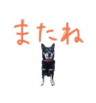黒い柴犬の写真スタンプ（個別スタンプ：3）