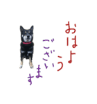 黒い柴犬の写真スタンプ（個別スタンプ：4）