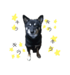 黒い柴犬の写真スタンプ（個別スタンプ：9）