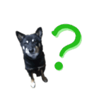 黒い柴犬の写真スタンプ（個別スタンプ：10）