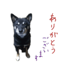 黒い柴犬の写真スタンプ（個別スタンプ：11）