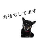 黒い柴犬の写真スタンプ（個別スタンプ：13）