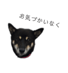 黒い柴犬の写真スタンプ（個別スタンプ：14）