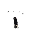黒い柴犬の写真スタンプ（個別スタンプ：19）