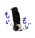 黒い柴犬の写真スタンプ（個別スタンプ：20）