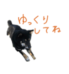 黒い柴犬の写真スタンプ（個別スタンプ：21）