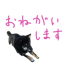 黒い柴犬の写真スタンプ（個別スタンプ：23）