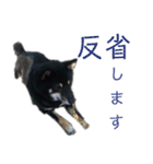 黒い柴犬の写真スタンプ（個別スタンプ：24）