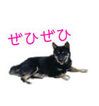 黒い柴犬の写真スタンプ（個別スタンプ：25）