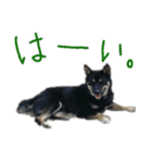 黒い柴犬の写真スタンプ（個別スタンプ：27）