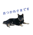 黒い柴犬の写真スタンプ（個別スタンプ：28）