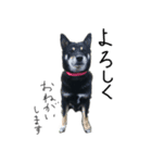 黒い柴犬の写真スタンプ（個別スタンプ：30）