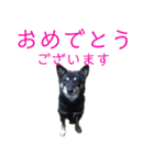 黒い柴犬の写真スタンプ（個別スタンプ：31）