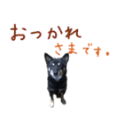 黒い柴犬の写真スタンプ（個別スタンプ：32）