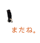 黒い柴犬の写真スタンプ（個別スタンプ：37）