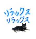 黒い柴犬の写真スタンプ（個別スタンプ：39）