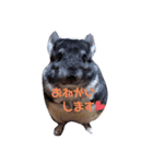 チンチラおりぶさん③（個別スタンプ：2）