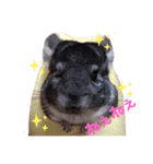 チンチラおりぶさん③（個別スタンプ：4）