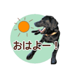 我が家のラブラドール（個別スタンプ：2）
