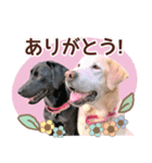我が家のラブラドール（個別スタンプ：3）