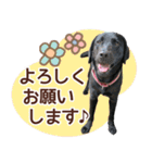 我が家のラブラドール（個別スタンプ：5）