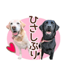 我が家のラブラドール（個別スタンプ：6）