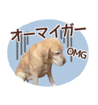 我が家のラブラドール（個別スタンプ：7）