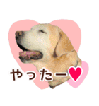 我が家のラブラドール（個別スタンプ：9）