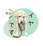 我が家のラブラドール（個別スタンプ：10）