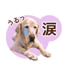 我が家のラブラドール（個別スタンプ：11）