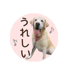 我が家のラブラドール（個別スタンプ：13）