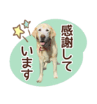 我が家のラブラドール（個別スタンプ：15）