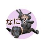 我が家のラブラドール（個別スタンプ：16）