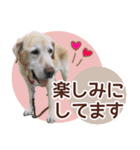 我が家のラブラドール（個別スタンプ：17）