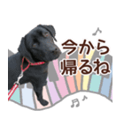 我が家のラブラドール（個別スタンプ：18）