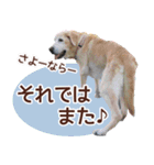 我が家のラブラドール（個別スタンプ：19）
