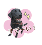 我が家のラブラドール（個別スタンプ：20）