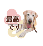 我が家のラブラドール（個別スタンプ：21）