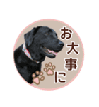 我が家のラブラドール（個別スタンプ：22）