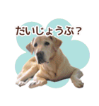我が家のラブラドール（個別スタンプ：23）