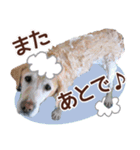 我が家のラブラドール（個別スタンプ：24）