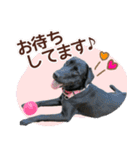 我が家のラブラドール（個別スタンプ：25）