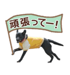 我が家のラブラドール（個別スタンプ：26）