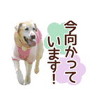 我が家のラブラドール（個別スタンプ：27）