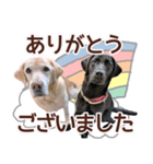 我が家のラブラドール（個別スタンプ：29）