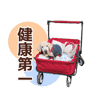 我が家のラブラドール（個別スタンプ：32）