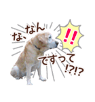 我が家のラブラドール（個別スタンプ：33）